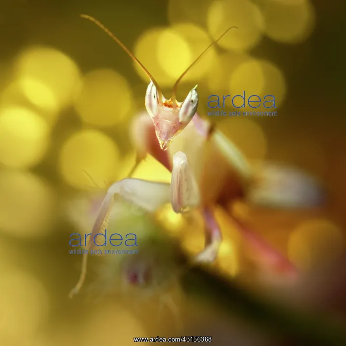 : Pink Orchid Mantis : Pink Orchid Mantis