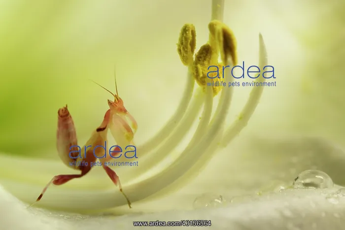 : Pink Orchid Mantis : Pink Orchid Mantis