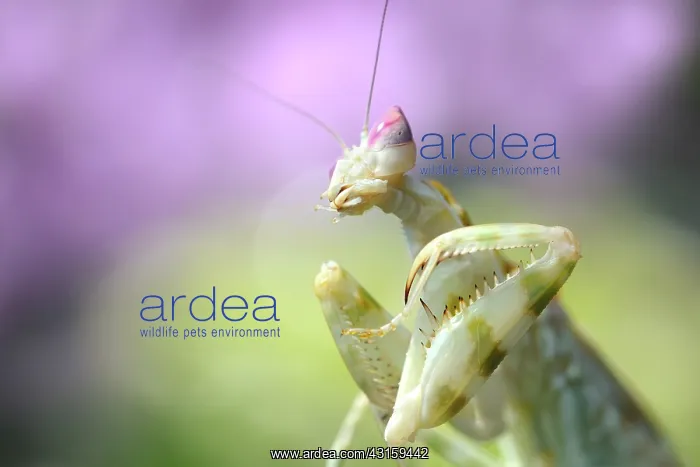 : Pink Orchid Mantis : Pink Orchid Mantis