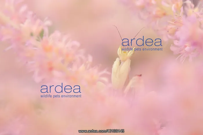 : Pink Orchid Mantis : Pink Orchid Mantis