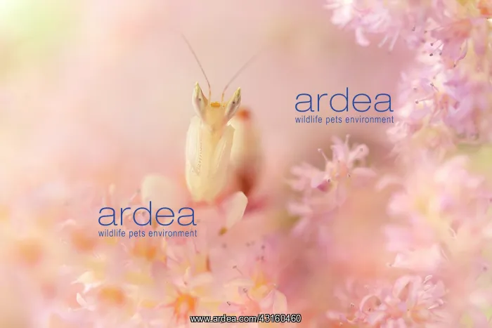 : Pink Orchid Mantis : Pink Orchid Mantis