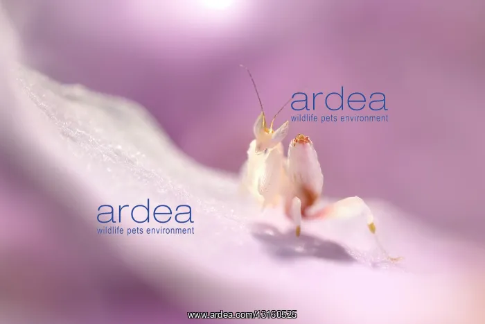 : Pink Orchid Mantis : Pink Orchid Mantis