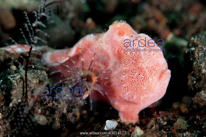  : Pink Painted Frogfish