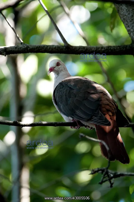 : Pink pigeon : Pink pigeon