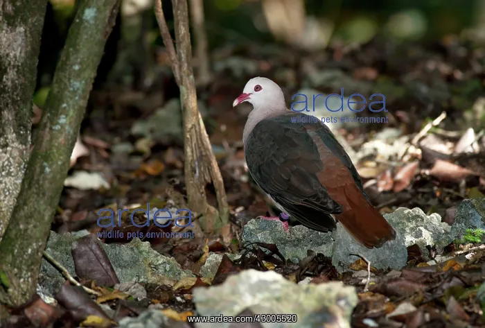 : Pink pigeon : Pink pigeon