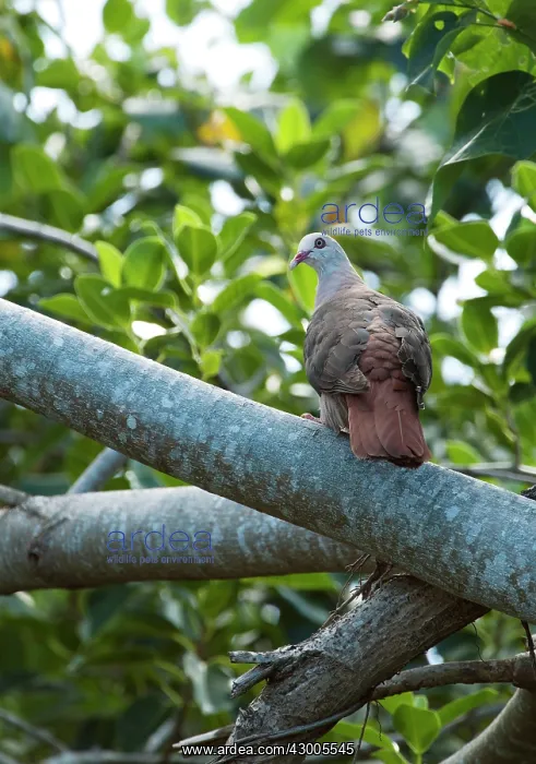 : Pink pigeon : Pink pigeon