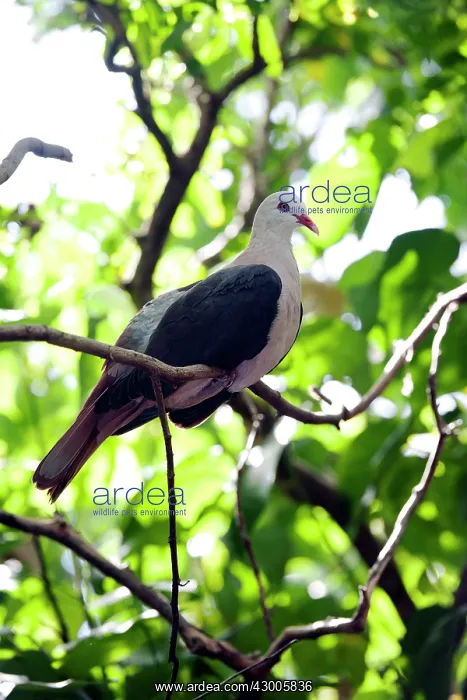 : Pink pigeon : Pink pigeon