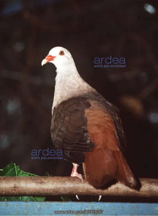 : PINK PIGEON - in captivity : PINK PIGEON - in captivity