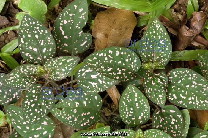  : Pink polkadot plant  /  Freckle Face