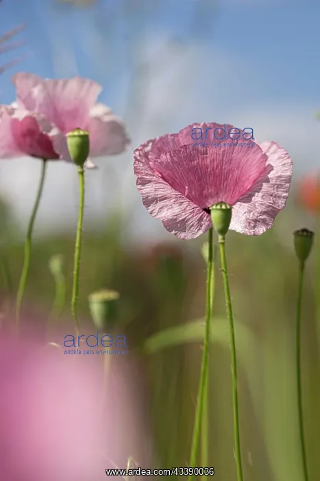 : Pink poppies in the wild : Pink poppies in the wild
