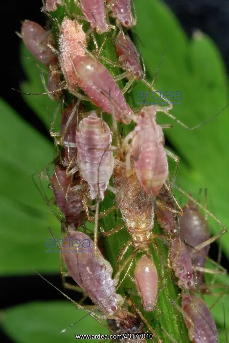 : Pink Potato Aphids : Pink Potato Aphids