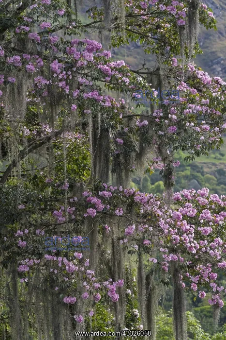 : Pink Poui / Rosy Trumpet Tree (Tabebuia rosea) with : Pink Poui / Rosy Trumpet Tree (Tabebuia rosea) with