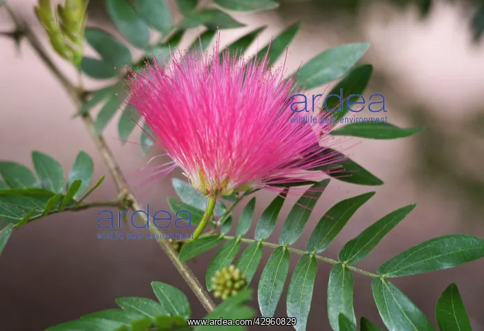 : Pink Powder Puff : Pink Powder Puff