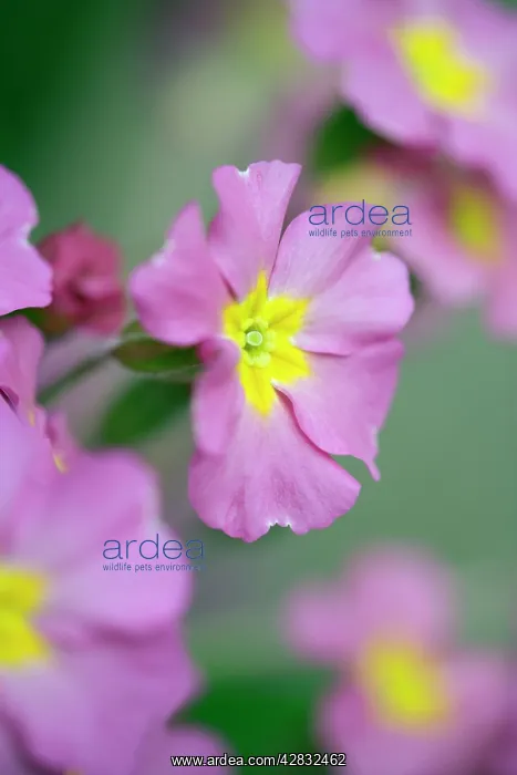 : Pink Primula Flowers : Pink Primula Flowers
