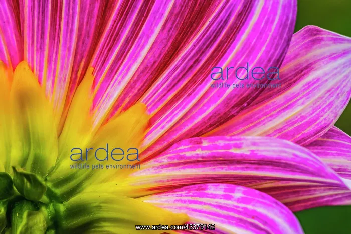 : Pink purple dahlia petals blooming macro. Dahlia : Pink purple dahlia petals blooming macro. Dahlia