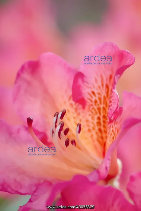 : Pink rhododendron flower, Norfolk UK : Pink rhododendron flower, Norfolk UK