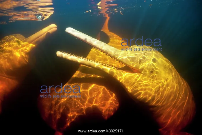 : PINK RIVER DOLPHIN AMAZON RIVER DOLPHIN, PINK RIVER DOLP : PINK RIVER DOLPHIN AMAZON RIVER DOLPHIN, PINK RIVER DOLP