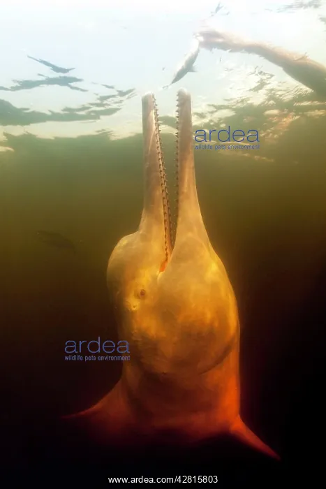 : Pink River dolphin or Boto, Inia geoffrensis, Acajatuba Lake : Pink River dolphin or Boto, Inia geoffrensis, Acajatuba Lake