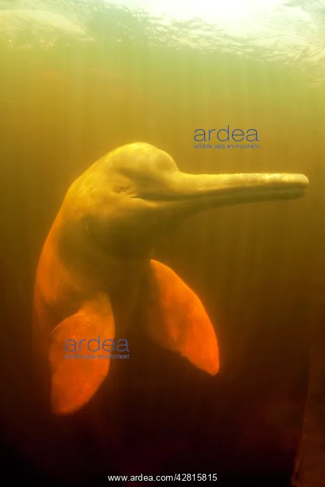 : Pink River dolphin or Boto, Inia geoffrensis, Acajatuba Lake : Pink River dolphin or Boto, Inia geoffrensis, Acajatuba Lake