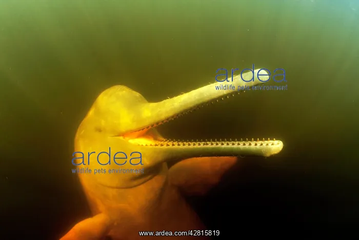 : Pink River dolphin or Boto, Inia geoffrensis, Acajatuba Lake : Pink River dolphin or Boto, Inia geoffrensis, Acajatuba Lake