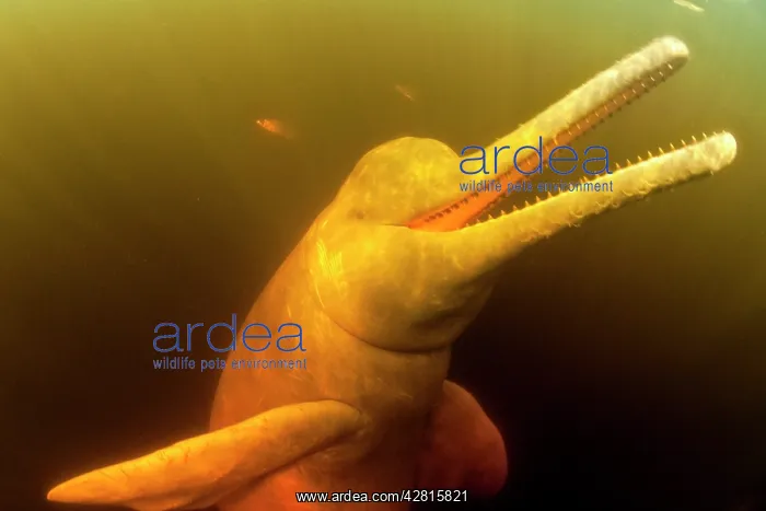 : Pink River dolphin or Boto, Inia geoffrensis, Acajatuba Lake : Pink River dolphin or Boto, Inia geoffrensis, Acajatuba Lake