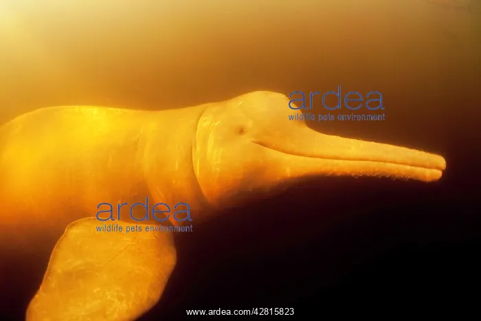 : Pink River dolphin or Boto, Inia geoffrensis, Acajatuba Lake : Pink River dolphin or Boto, Inia geoffrensis, Acajatuba Lake