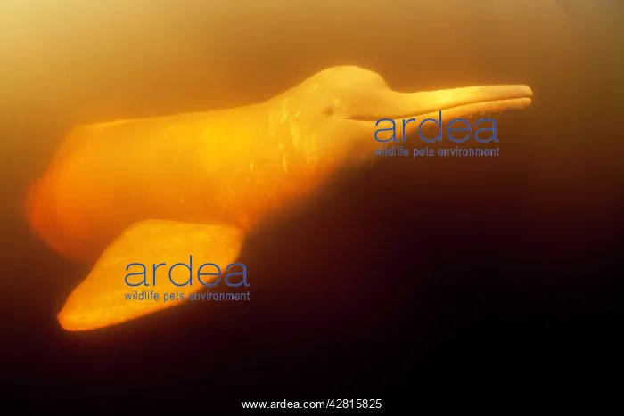 : Pink River dolphin or Boto, Inia geoffrensis, Acajatuba Lake : Pink River dolphin or Boto, Inia geoffrensis, Acajatuba Lake