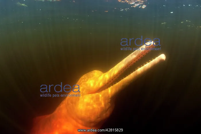 : Pink River dolphin or Boto, Inia geoffrensis, Acajatuba Lake : Pink River dolphin or Boto, Inia geoffrensis, Acajatuba Lake