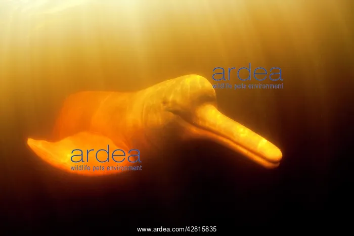 : Pink River dolphin or Boto, Inia geoffrensis, Acajatuba Lake : Pink River dolphin or Boto, Inia geoffrensis, Acajatuba Lake