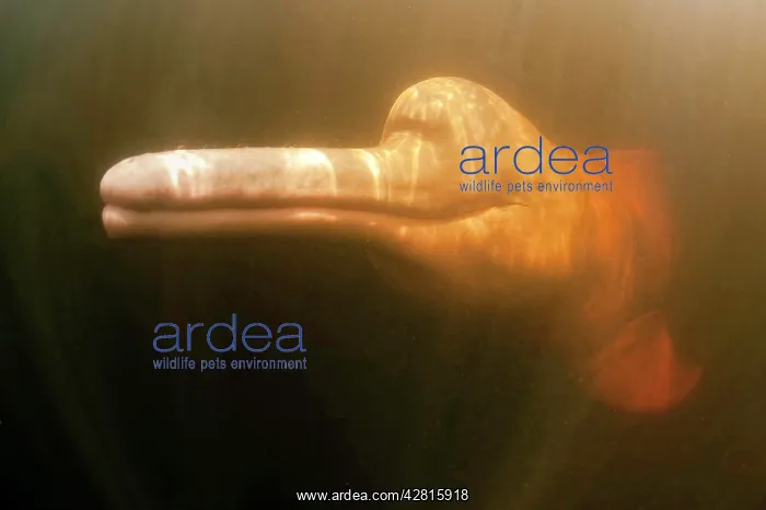 : Pink River dolphin or Boto, Inia geoffrensis, Acajatuba Lake : Pink River dolphin or Boto, Inia geoffrensis, Acajatuba Lake