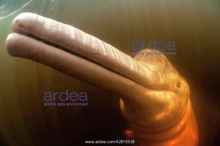 : Pink River dolphin or Boto, Inia geoffrensis, Acajatuba Lake : Pink River dolphin or Boto, Inia geoffrensis, Acajatuba Lake
