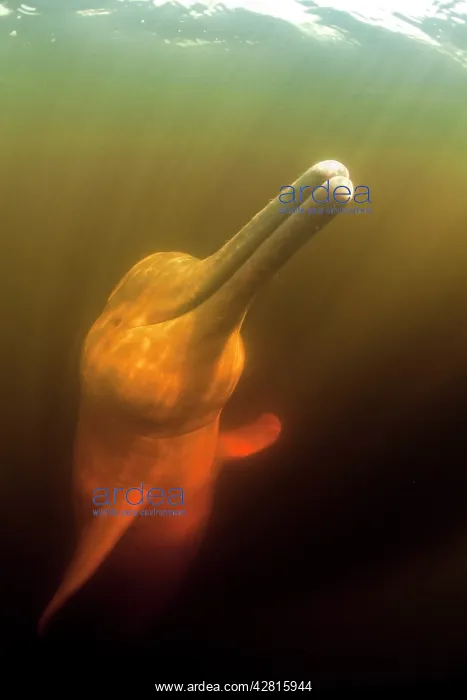 : Pink River dolphin or Boto, Inia geoffrensis, Acajatuba Lake : Pink River dolphin or Boto, Inia geoffrensis, Acajatuba Lake