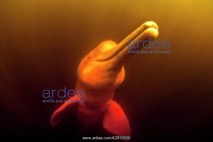 : Pink River dolphin or Boto, Inia geoffrensis, Acajatuba Lake : Pink River dolphin or Boto, Inia geoffrensis, Acajatuba Lake