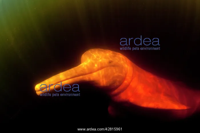 : Pink River dolphin or Boto, Inia geoffrensis, Acajatuba Lake : Pink River dolphin or Boto, Inia geoffrensis, Acajatuba Lake