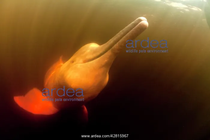  : Pink River dolphin or Boto, Inia geoffrensis, Acajatuba Lake