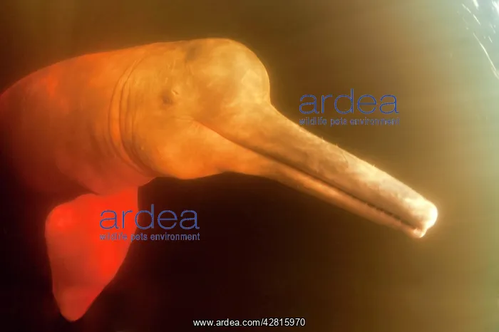 : Pink River dolphin or Boto, Inia geoffrensis, Acajatuba Lake : Pink River dolphin or Boto, Inia geoffrensis, Acajatuba Lake