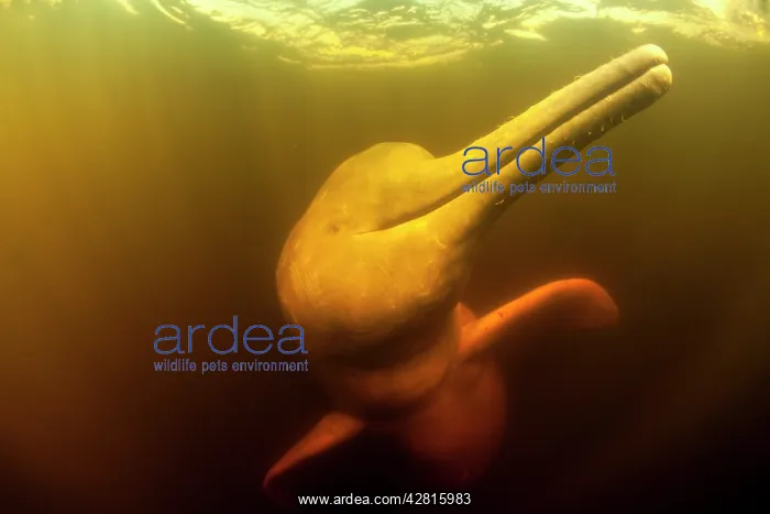  : Pink River dolphin or Boto, Inia geoffrensis, Acajatuba Lake