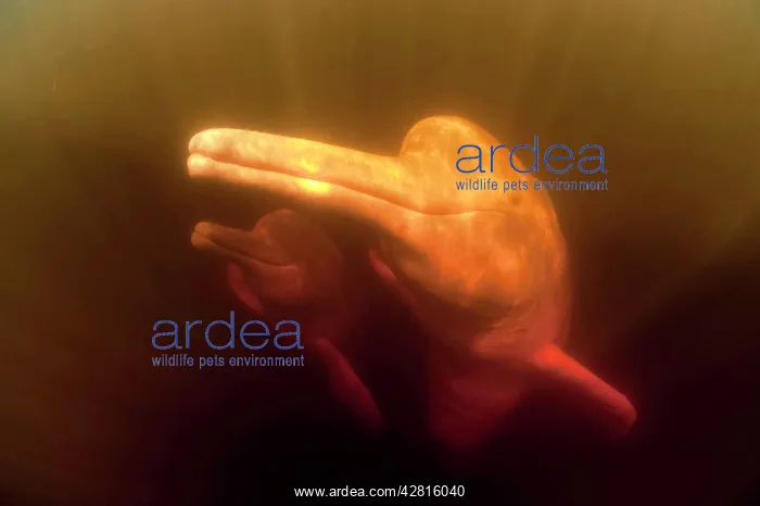 : Pink River dolphin or Boto, Inia geoffrensis, Acajatuba Lake : Pink River dolphin or Boto, Inia geoffrensis, Acajatuba Lake