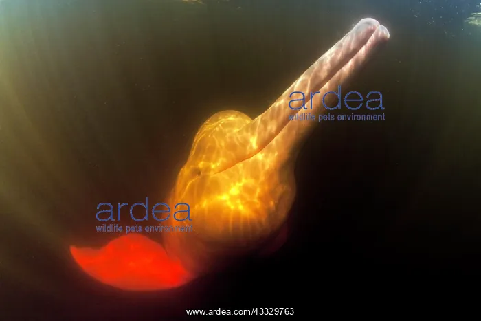 : Pink River dolphin or Boto, Inia geoffrensis, Acajatuba Lake : Pink River dolphin or Boto, Inia geoffrensis, Acajatuba Lake