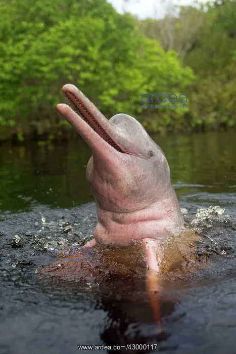 : Pink River Dolphin Boto spyhopping in tannin-rich : Pink River Dolphin Boto spyhopping in tannin-rich