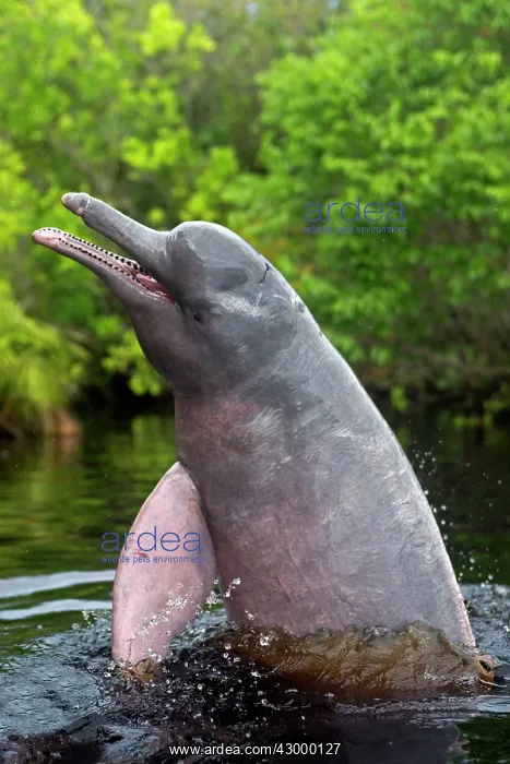 : Pink River Dolphin Boto spyhopping in tannin-rich : Pink River Dolphin Boto spyhopping in tannin-rich