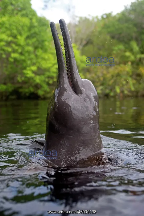 : Pink River Dolphin Boto spyhopping in tannin-rich : Pink River Dolphin Boto spyhopping in tannin-rich