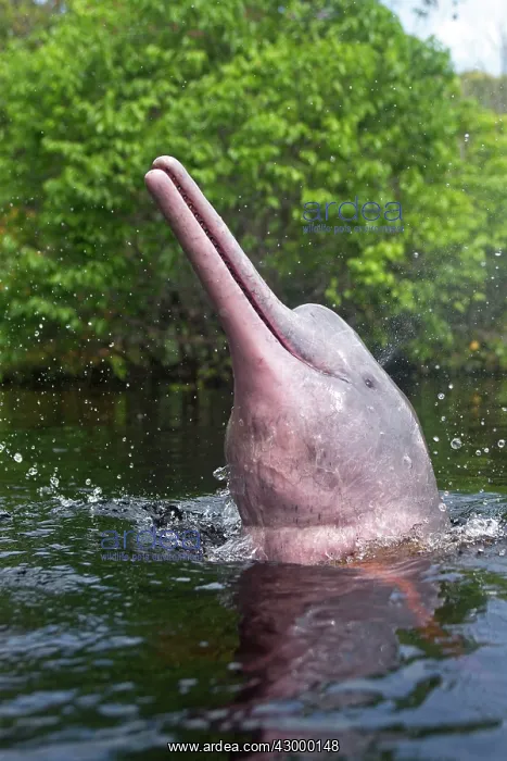 : Pink River Dolphin Boto spyhopping in tannin-rich : Pink River Dolphin Boto spyhopping in tannin-rich