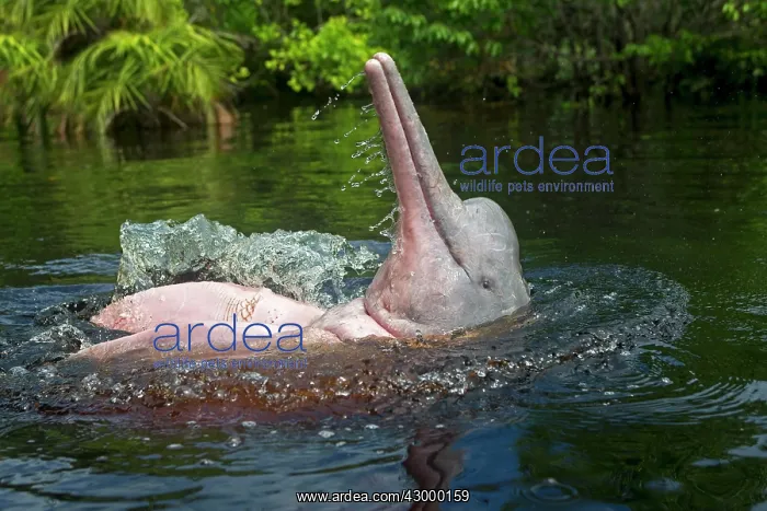 : Pink River Dolphin Boto spyhopping in tannin-rich : Pink River Dolphin Boto spyhopping in tannin-rich
