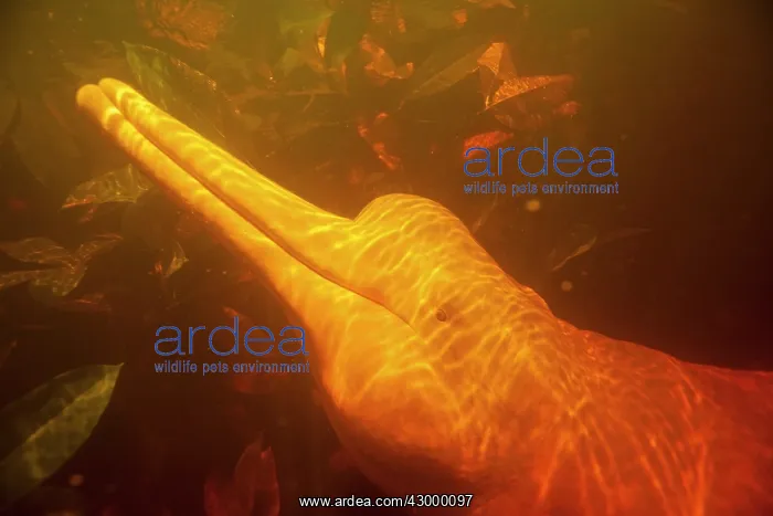 : Pink River Dolphin Boto subaquatic pictures of a : Pink River Dolphin Boto subaquatic pictures of a