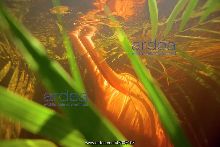 : Pink River Dolphin Boto subaquatic pictures of a : Pink River Dolphin Boto subaquatic pictures of a