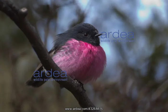 : Pink Robin - Perched on a branch - on Mount Wellington : Pink Robin - Perched on a branch - on Mount Wellington