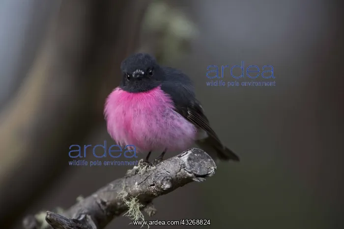 : Pink Robin - Perched on a branch - on Mount Wellington : Pink Robin - Perched on a branch - on Mount Wellington
