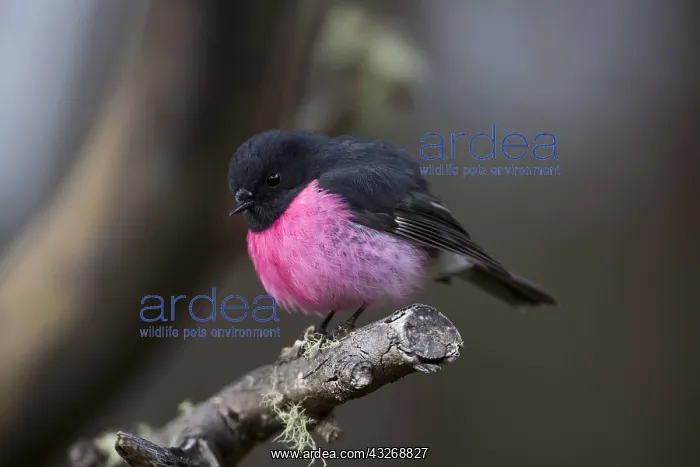 : Pink Robin - Perched on a branch - on Mount Wellington : Pink Robin - Perched on a branch - on Mount Wellington