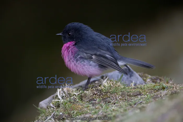 : Pink Robin - Perched on the ground - on Mount Wellington : Pink Robin - Perched on the ground - on Mount Wellington